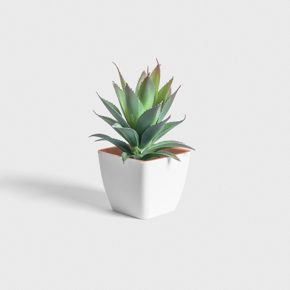 Plants & Pots