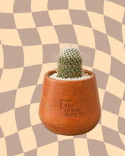 The Oldish Plant