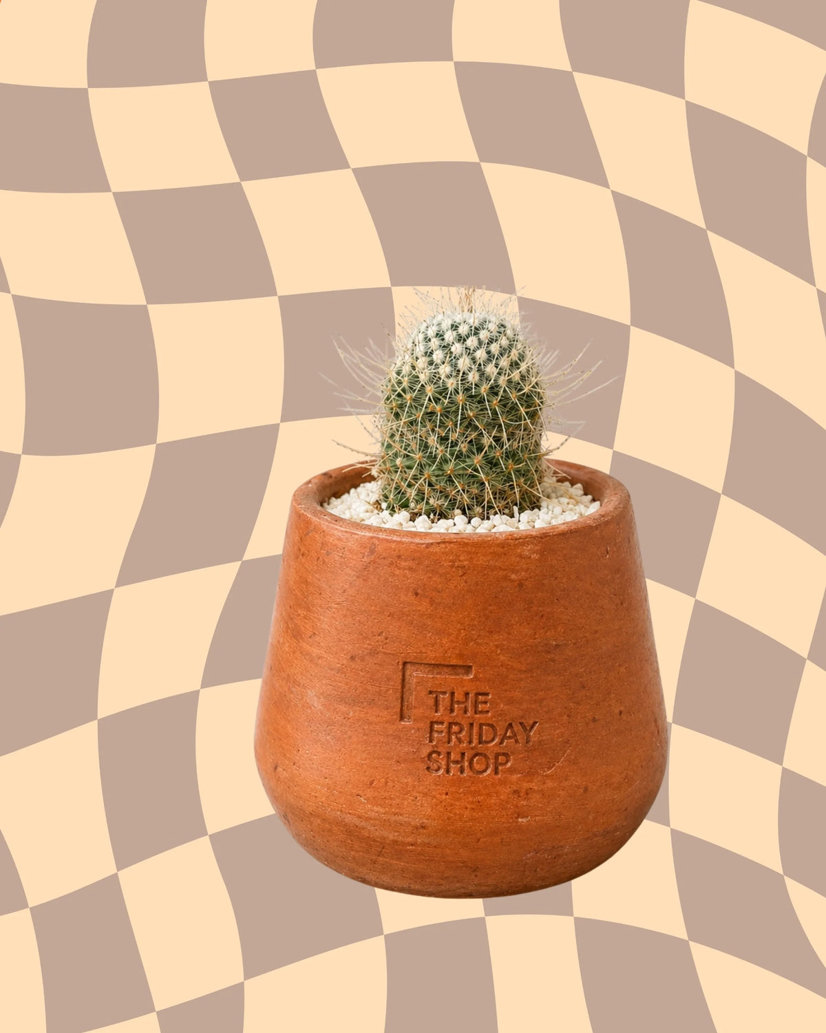 The Oldish Plant
