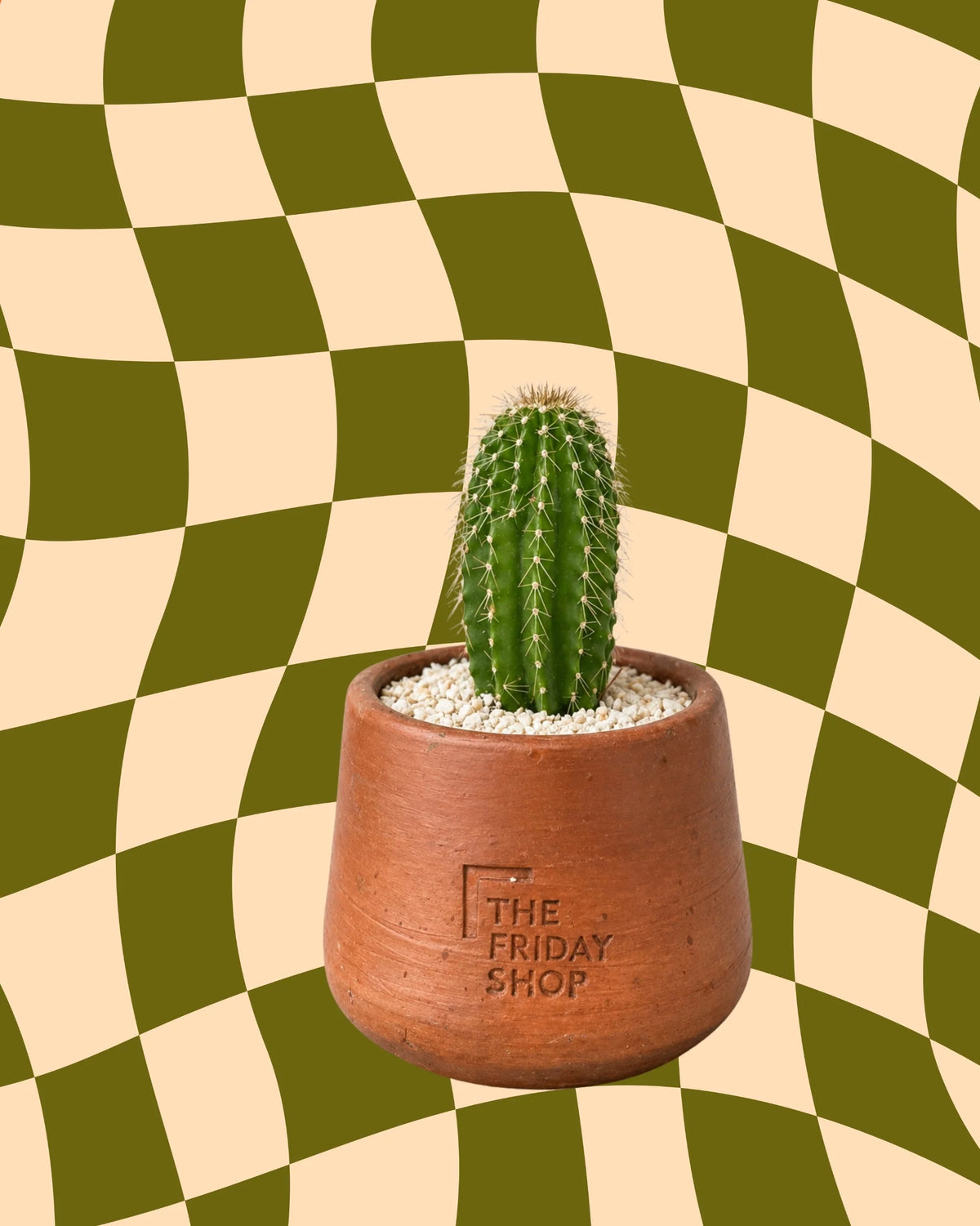 Og Cactus Plant