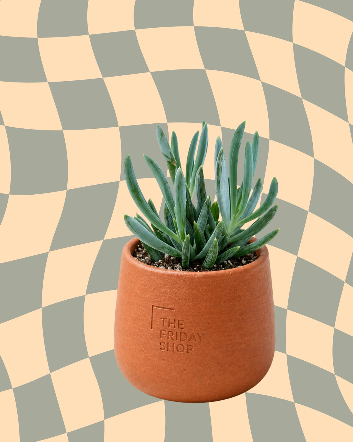 Blue Chalk Plant