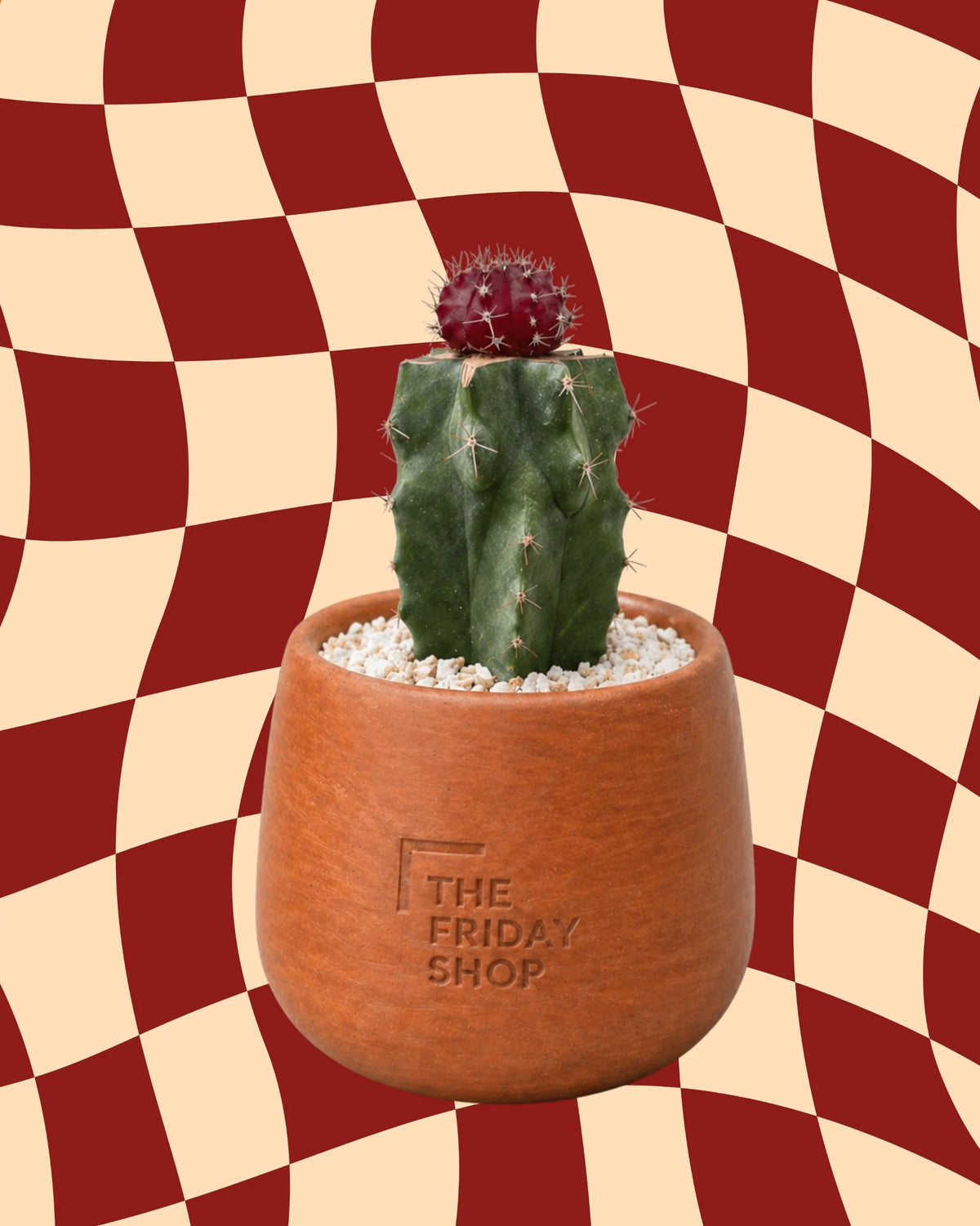Ruby on Top Of Plant