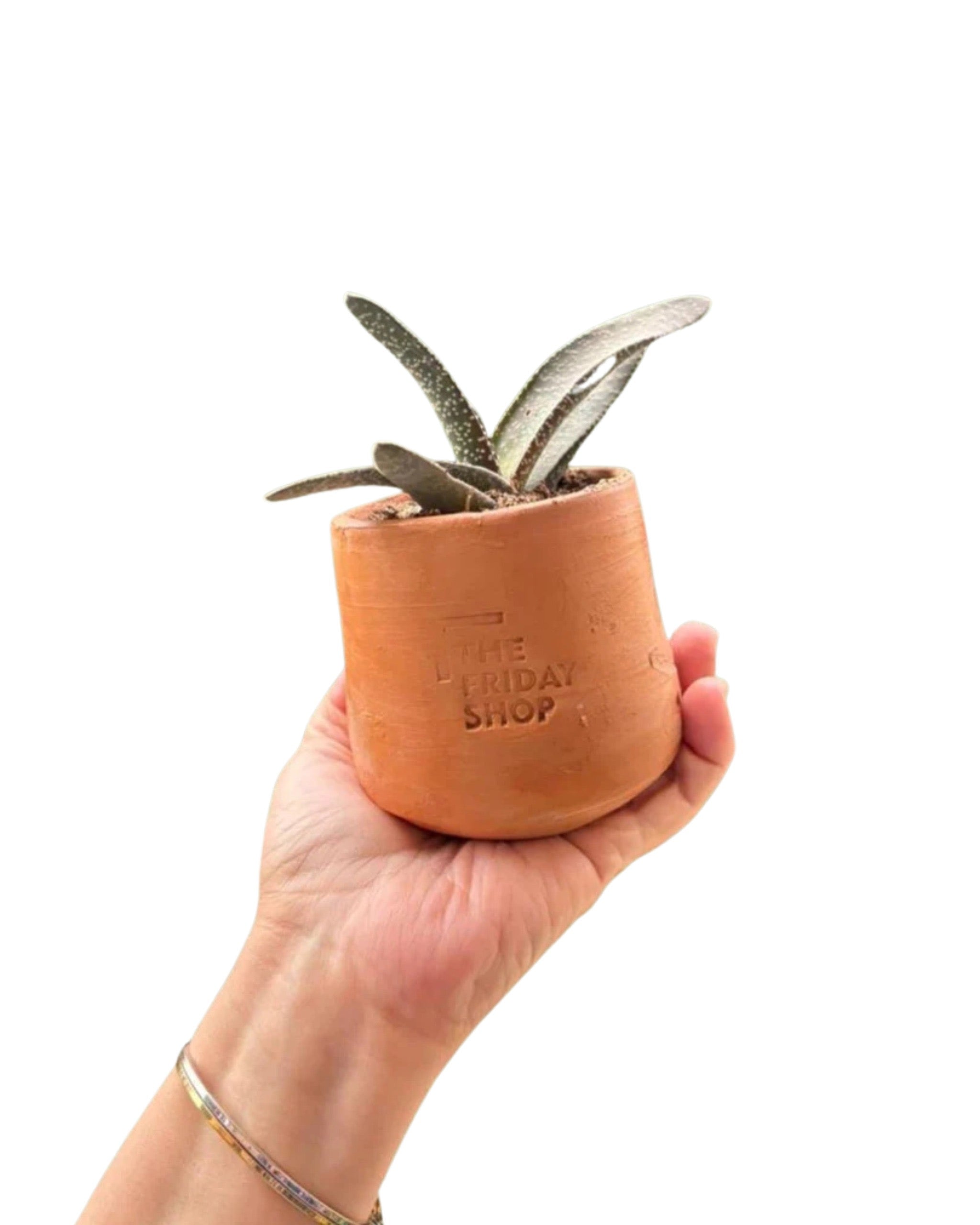 Gasteria Armstrongi Plant