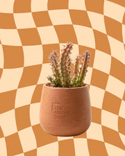 The Harshy Plant