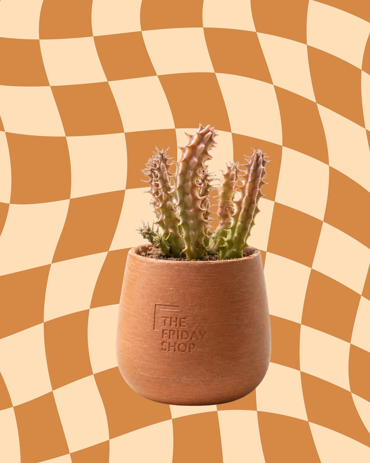 The Harshy Plant