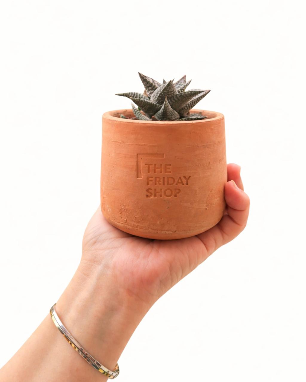 Haworthiopsis Limifolia Plant
