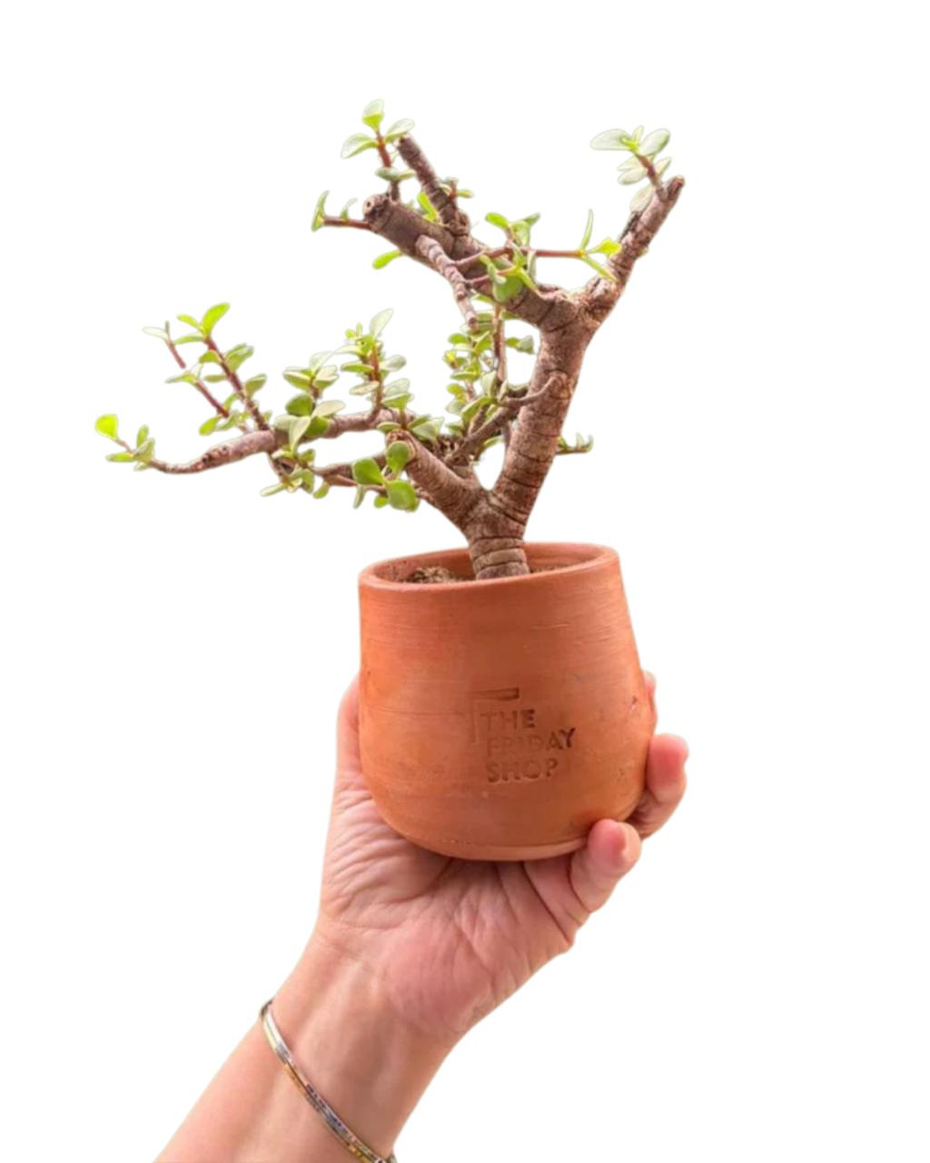 Portulacaria Afra Plant
