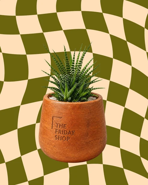 The Zebra Plant