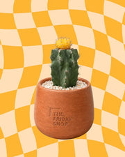 Lemon on Top Plant