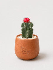 Cherry on Top Plant