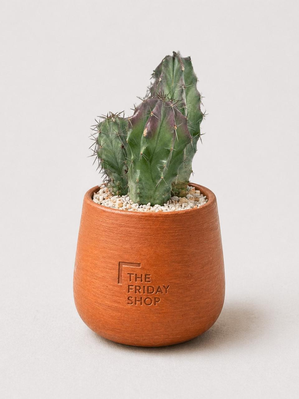 Violet Spikes Plant