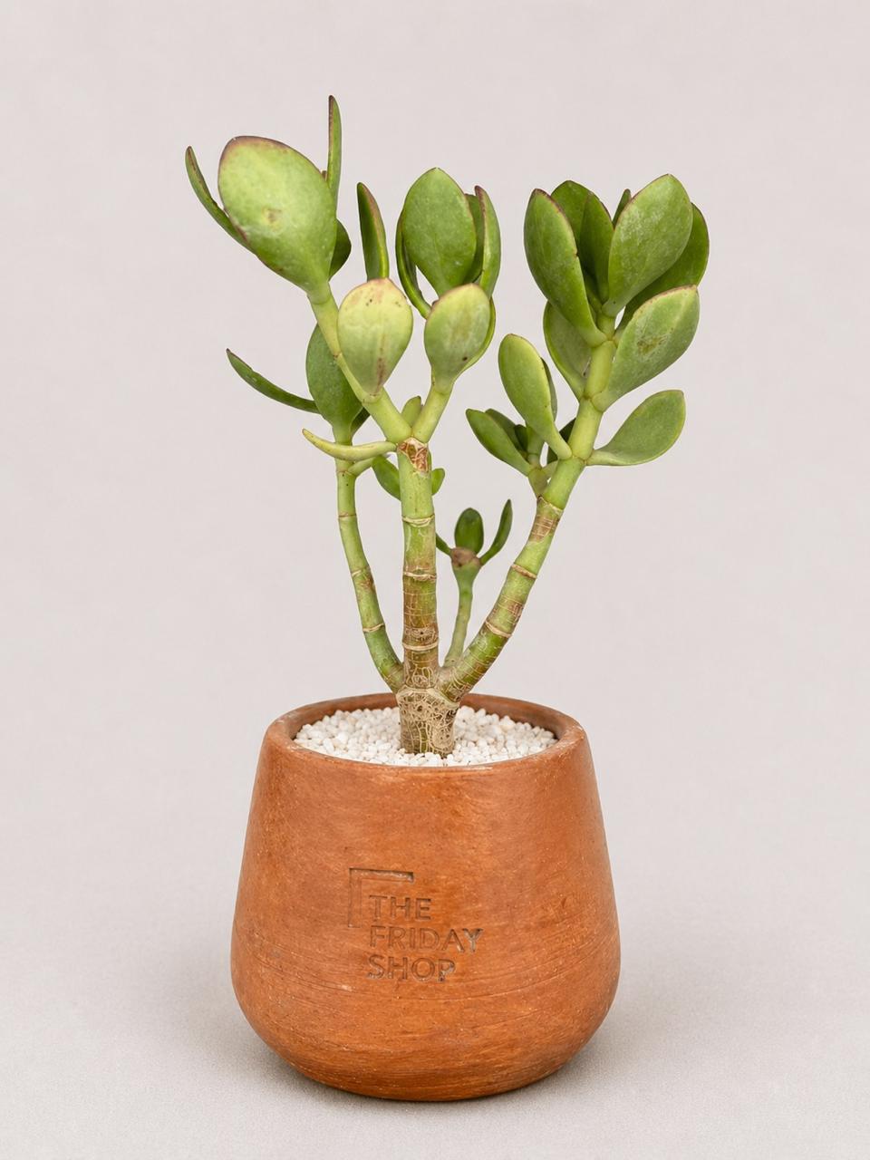 Charm in Greens Plant